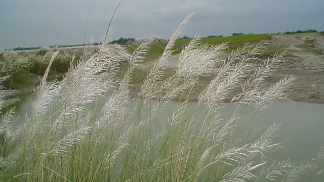 কুড়িগ্রামে গুদাম ভেঙে ২০২ বস্তা সার নিয়ে গেলেন কৃষকরা