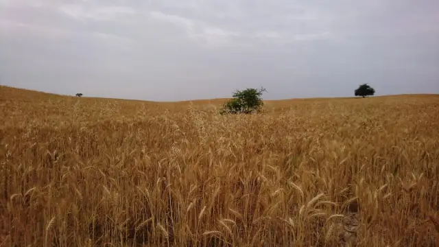 যুক্তরাষ্ট্র থেকে এলো ১ লাখ ৭৫ হাজার টন গম