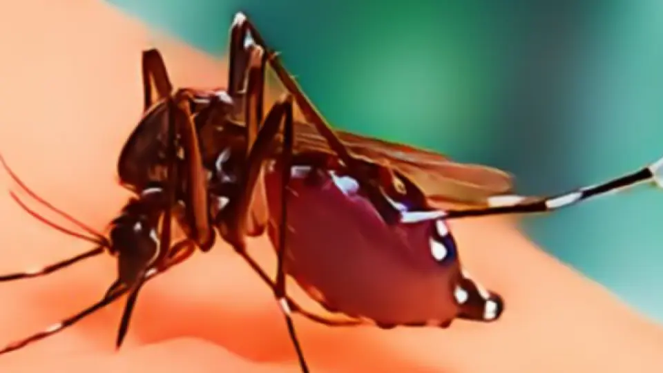 ২৪ ঘণ্টায় ডেঙ্গুতে ৫ জনের মৃত্যু, হাতপাতালে ভর্তি ১৯৩৫
